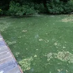 Blaualgen blühen in einem Teich