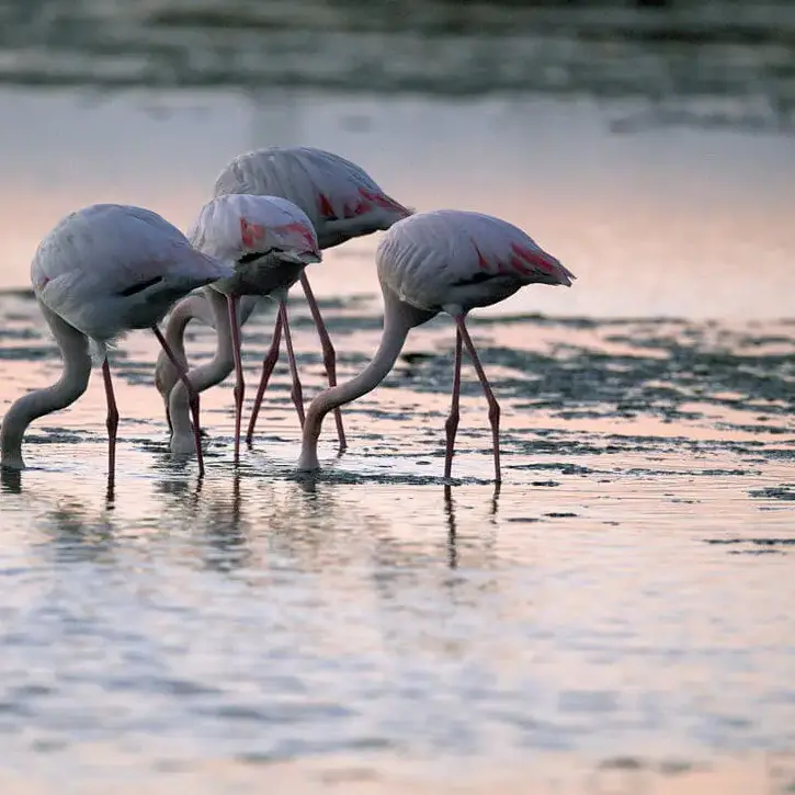Flamingos laufen in flachem Wasser.